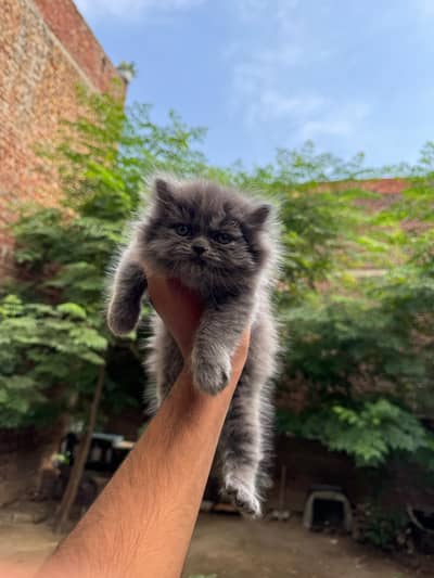 kitten available for sale