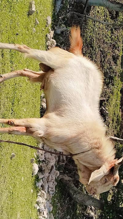 bakra for sale