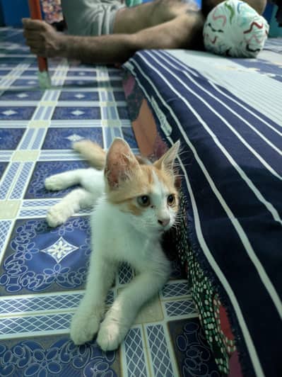 Persian cat