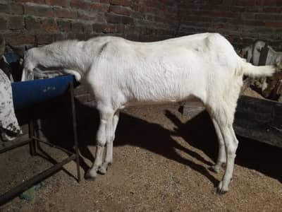 Khasi 2 dant bakry