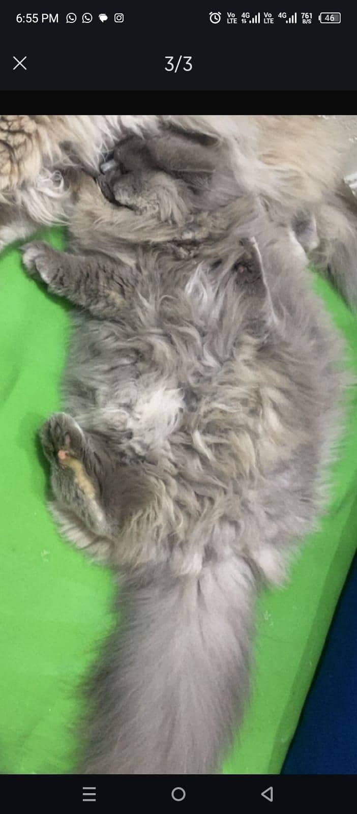 prison cat 0