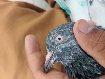 male kabtoor original pigeon