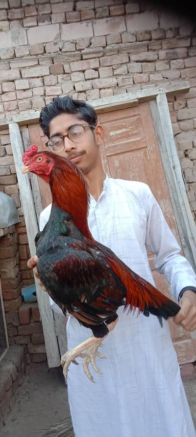 Pure mianwali Aseel murgha for sale