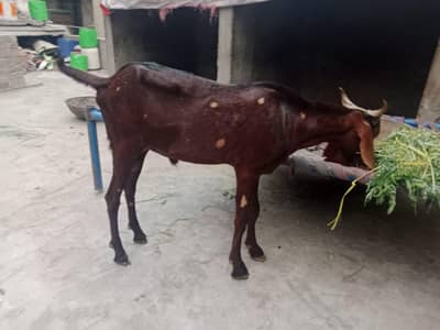 Qurbani 2026