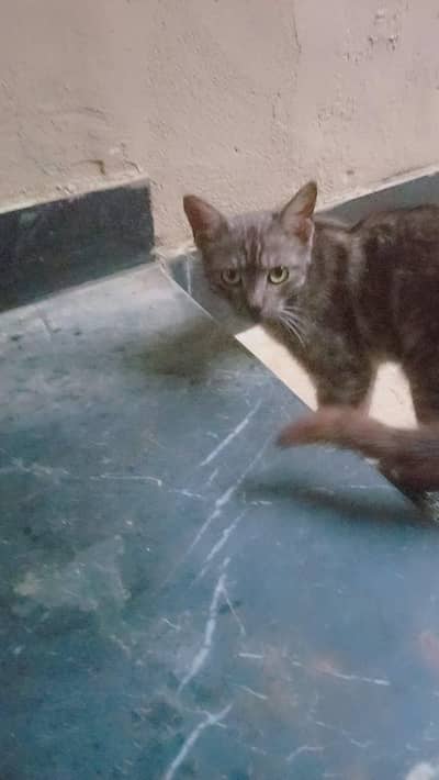 yeh ek cat hai