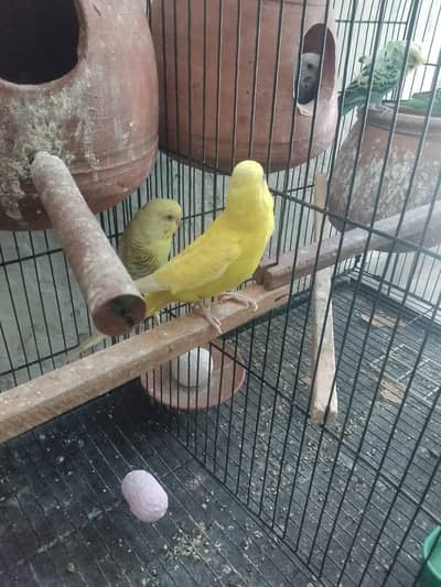 Yellow Fallow parrot Pair sale