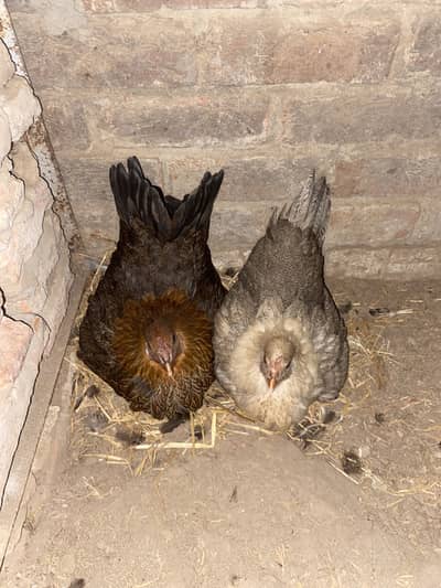 kurak Hens Rabta number 03125235884