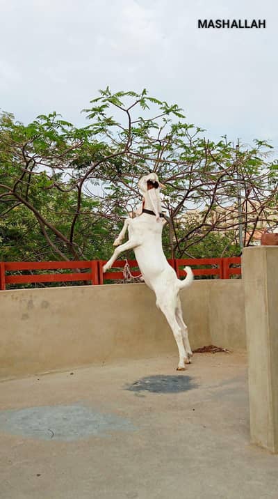 gulabi bakre