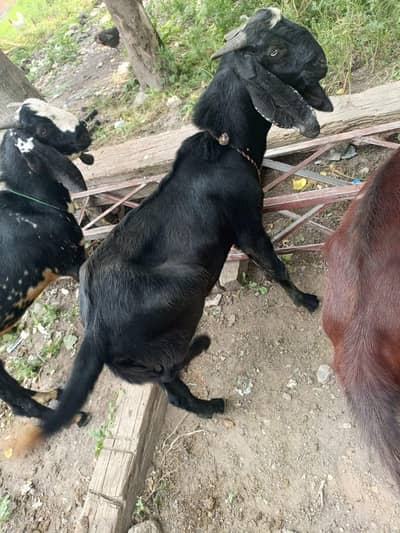 Bakra