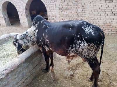 Qurbani k laiy