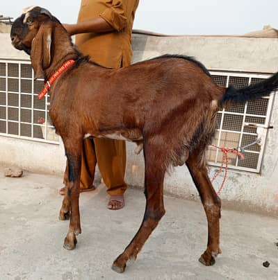 Bakra 2dant 03498200770