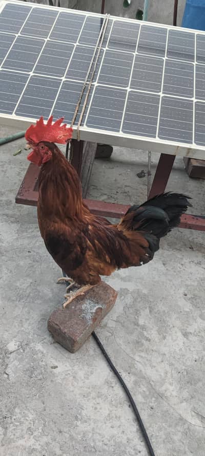 Desi Murga For sale