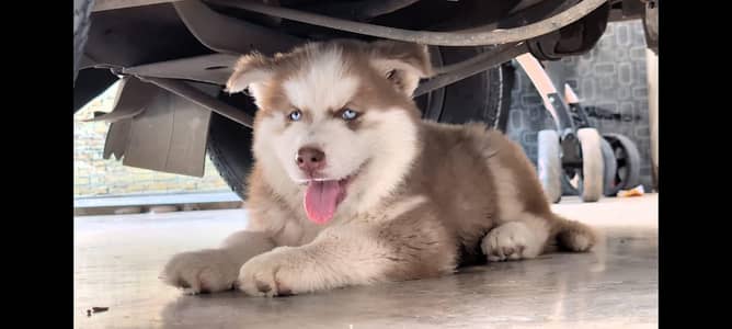 Siberian Husky puppy | male husky | blue eyes | woolly coat |