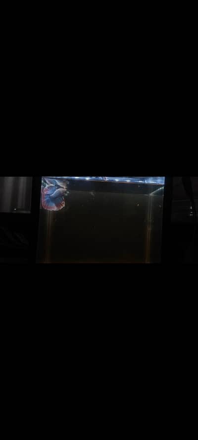 Halfmoon Butterfly Betta male | Active and healthy