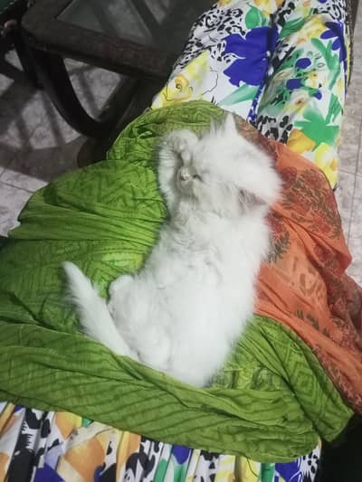 Persian White Male Kitten
