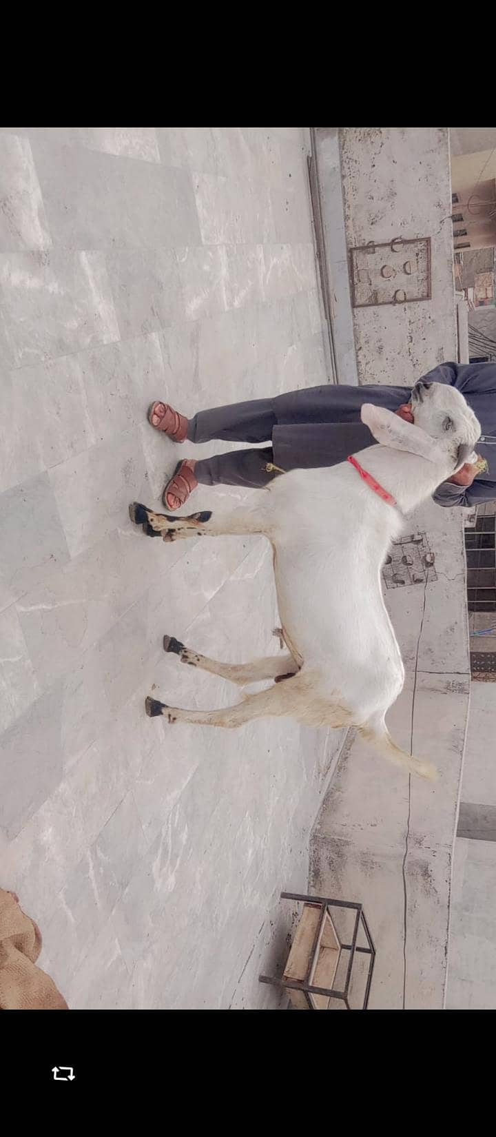 بکرے براۓ فروخت 0