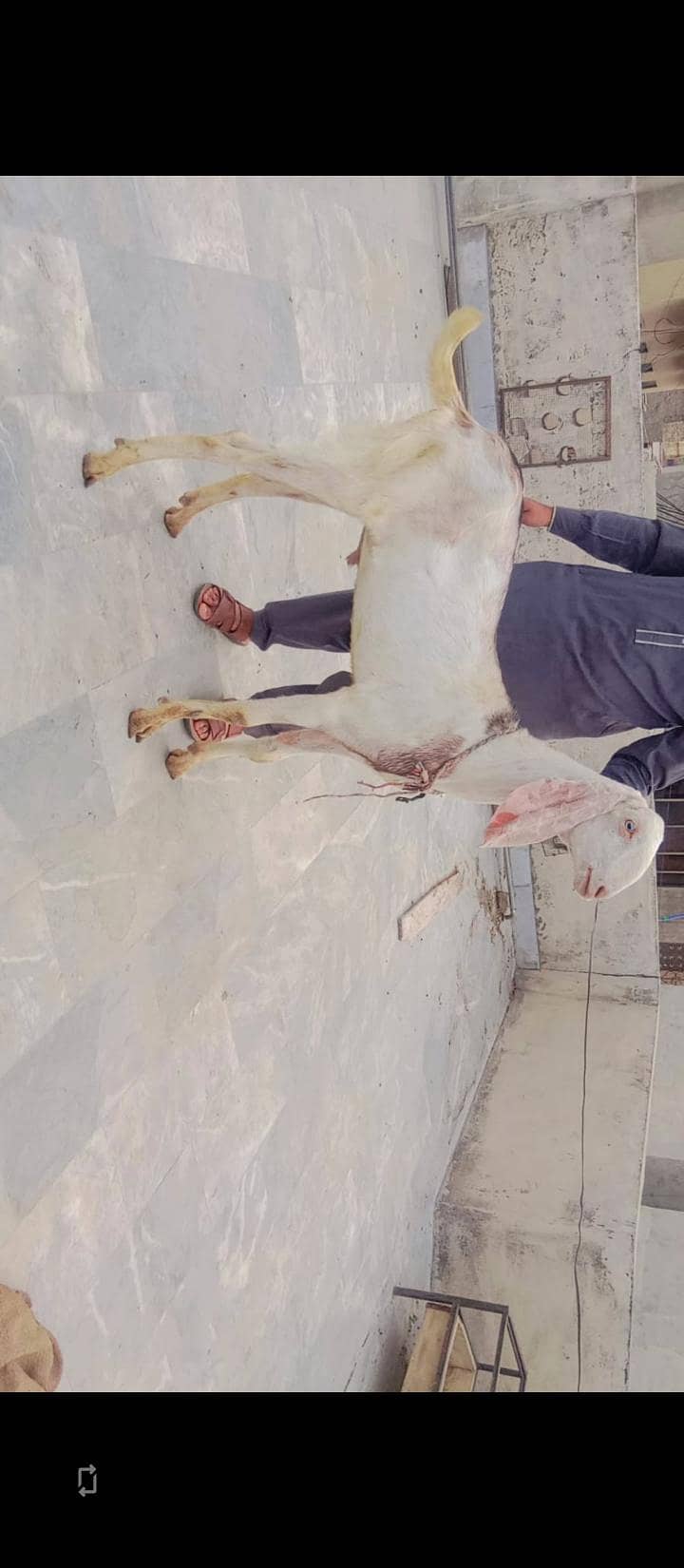 بکرے براۓ فروخت 1