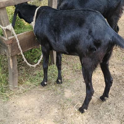 Qurbani bakra for sale