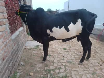 Desi bull | Bachra | Wacha | Bull | 2 Dnat | Qurbani 2026