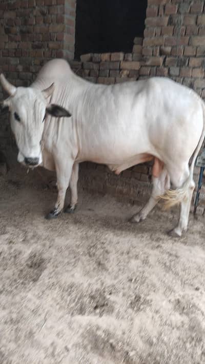 white bull meat weight above 240 kg