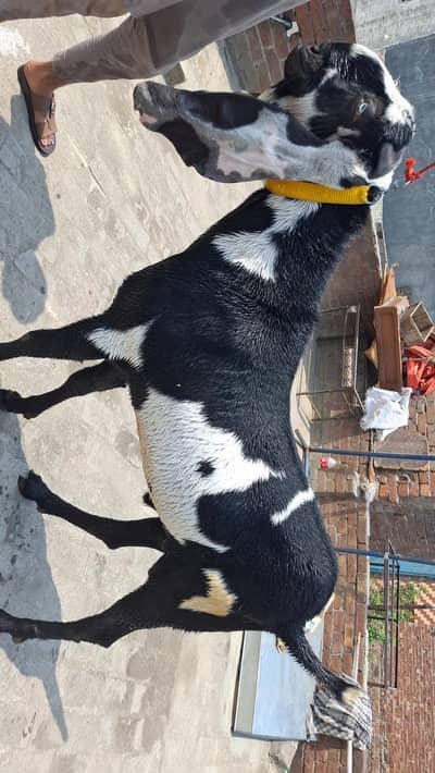 Brider quality bakra