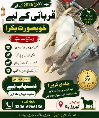 Rajanpuri Bakra For Sale