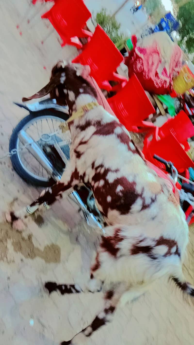 bakra 0