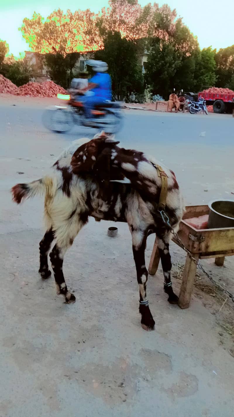 bakra 1