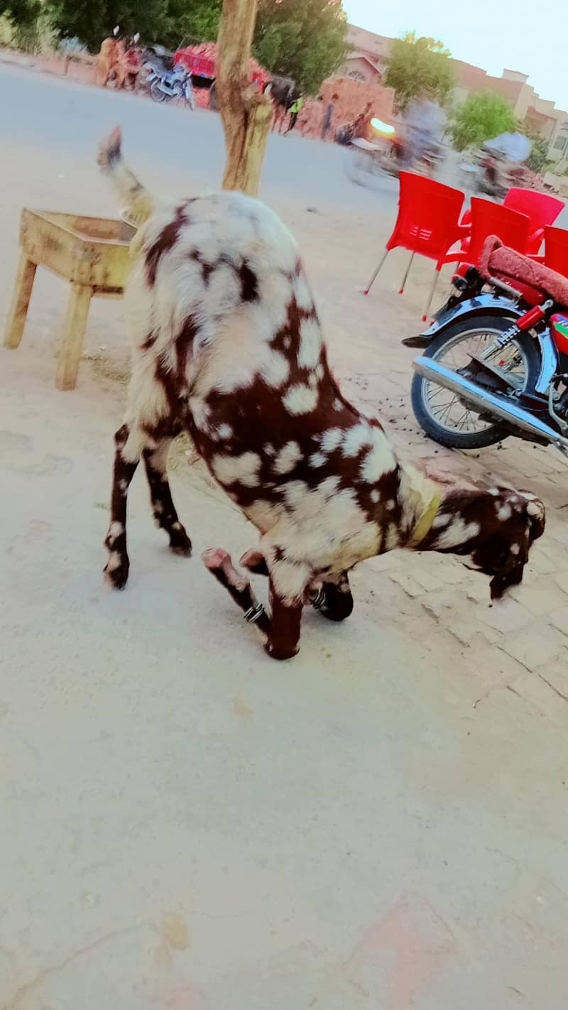bakra 2