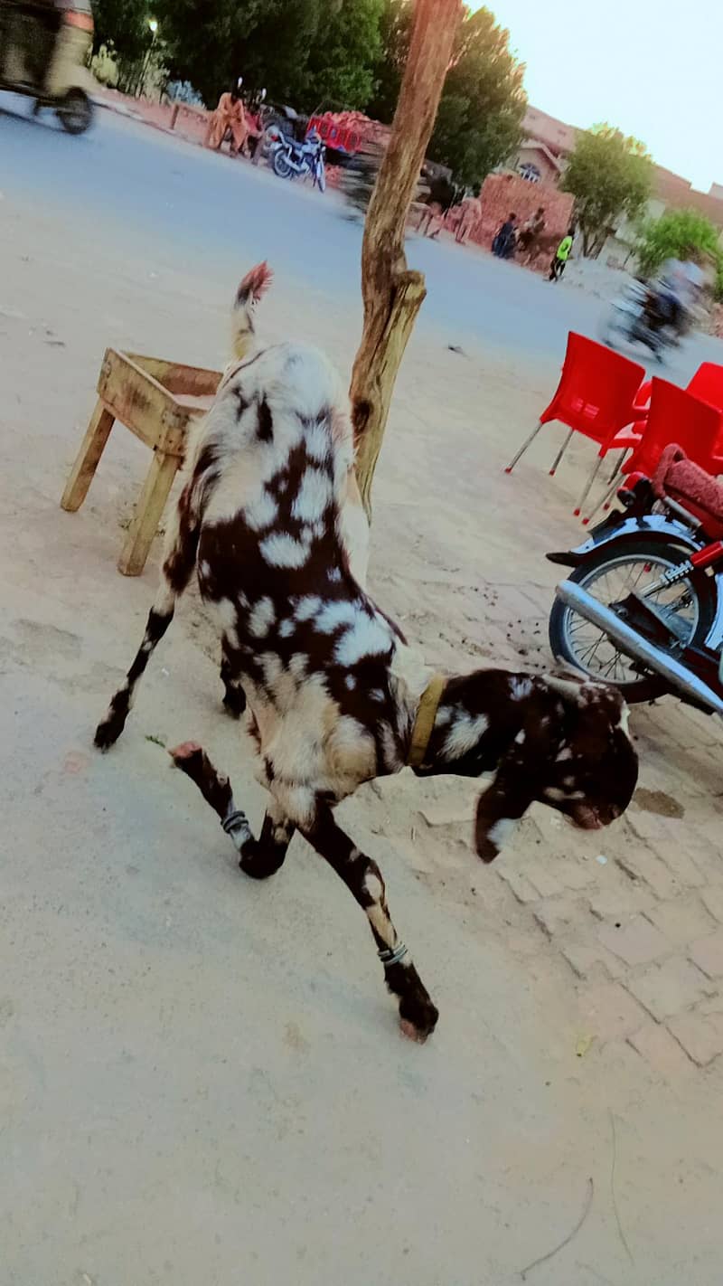 bakra 3