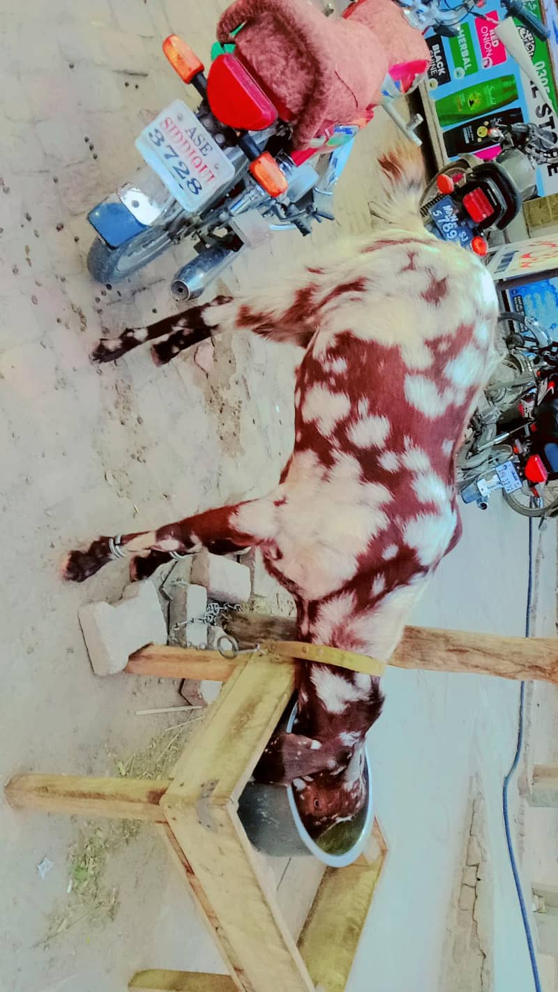 bakra 4