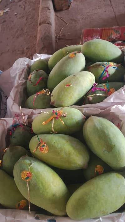 Mango Sindhri, Langra, Chaunsa, Saroli Petty Available