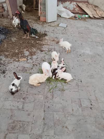 full active house buird
