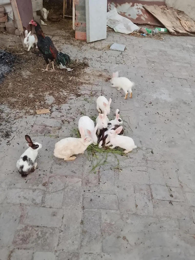 full active house buird