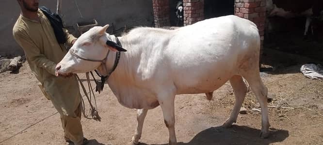 VIP Safaid Gulabi Bail – Qurbani 2026 ke liye Shandar Intikhab