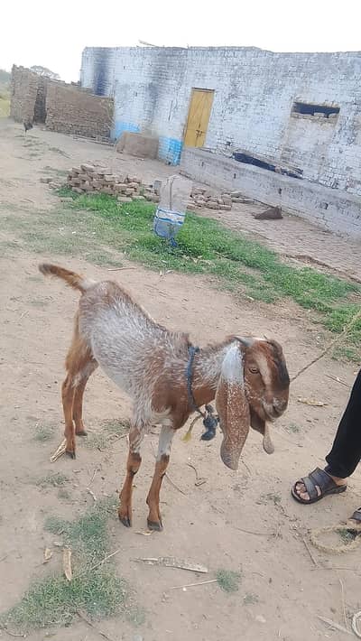 bakra