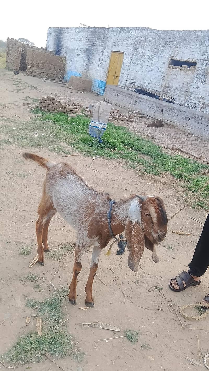 bakra 0