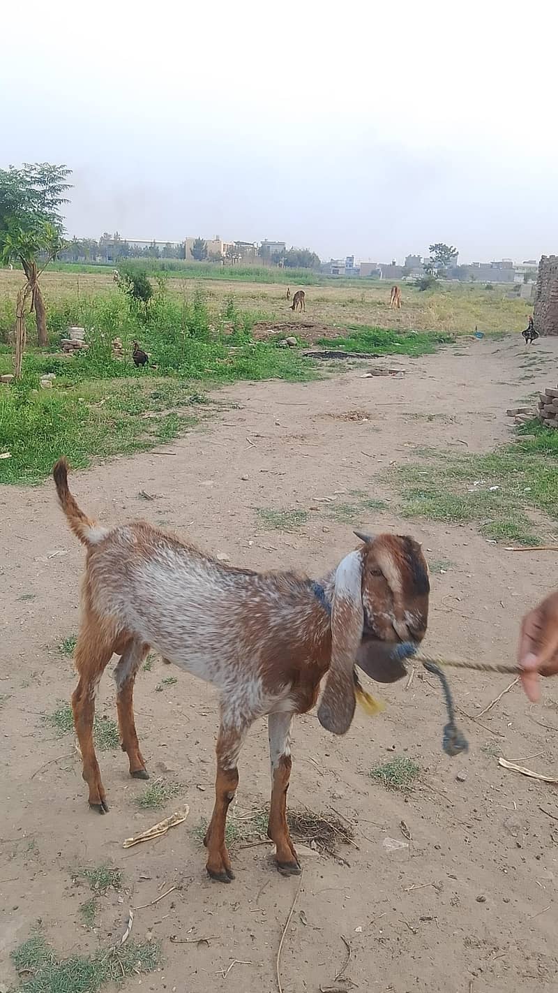 bakra 1