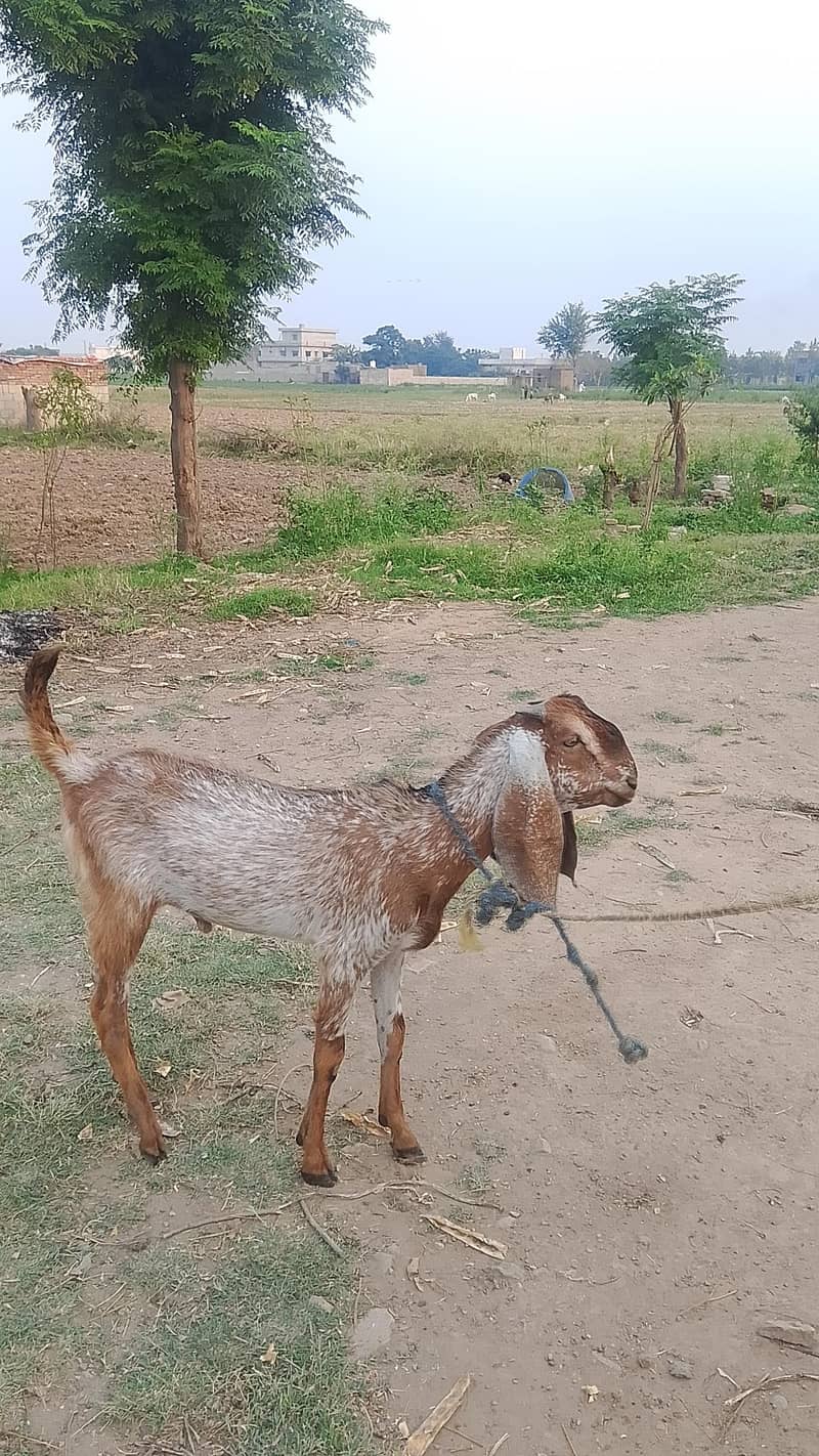 bakra 2