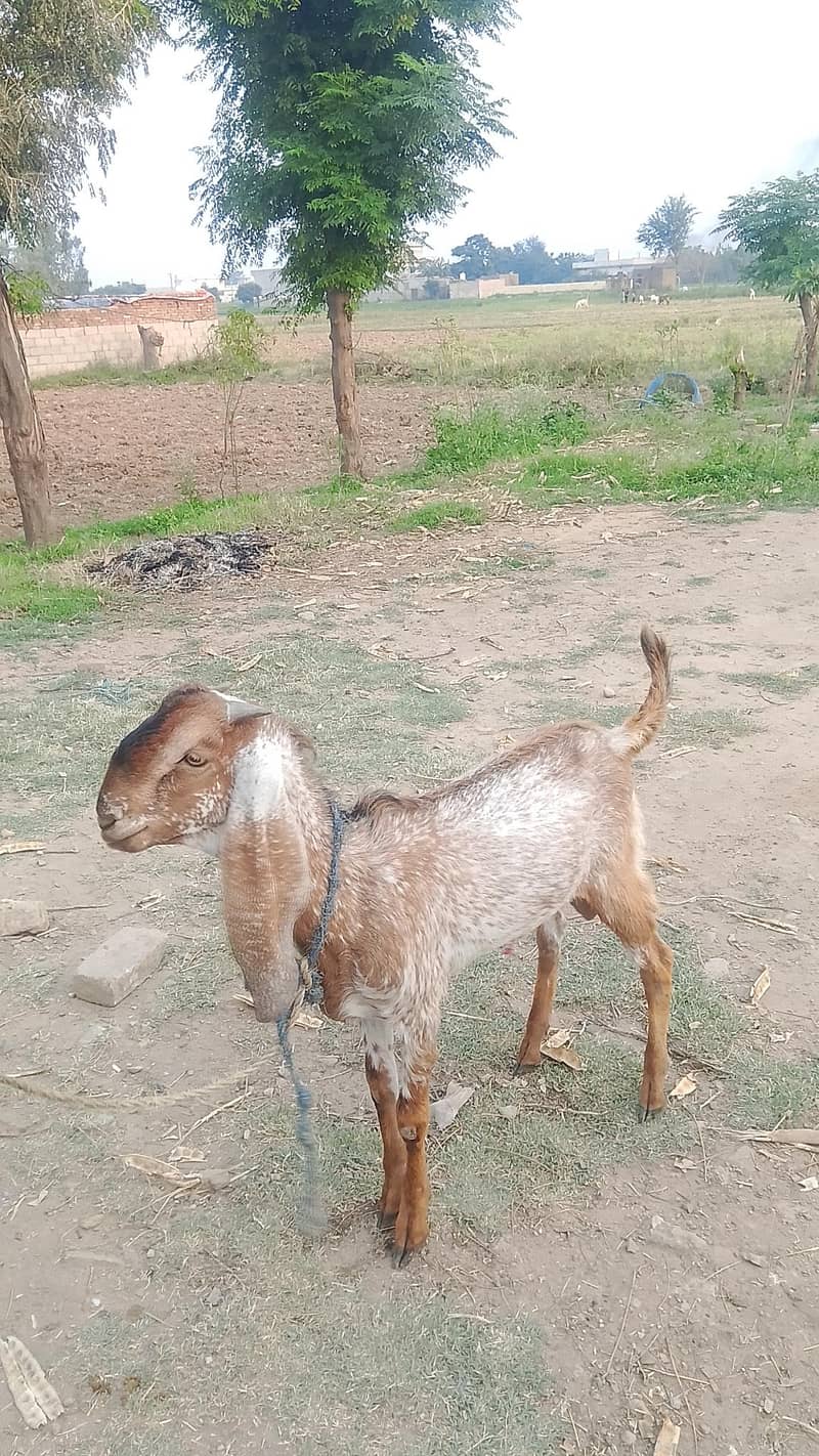 bakra 3