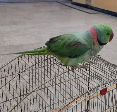 raw parrot