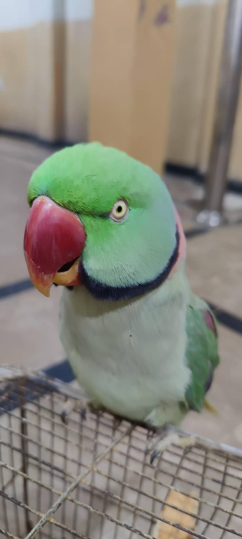 raw parrot 1