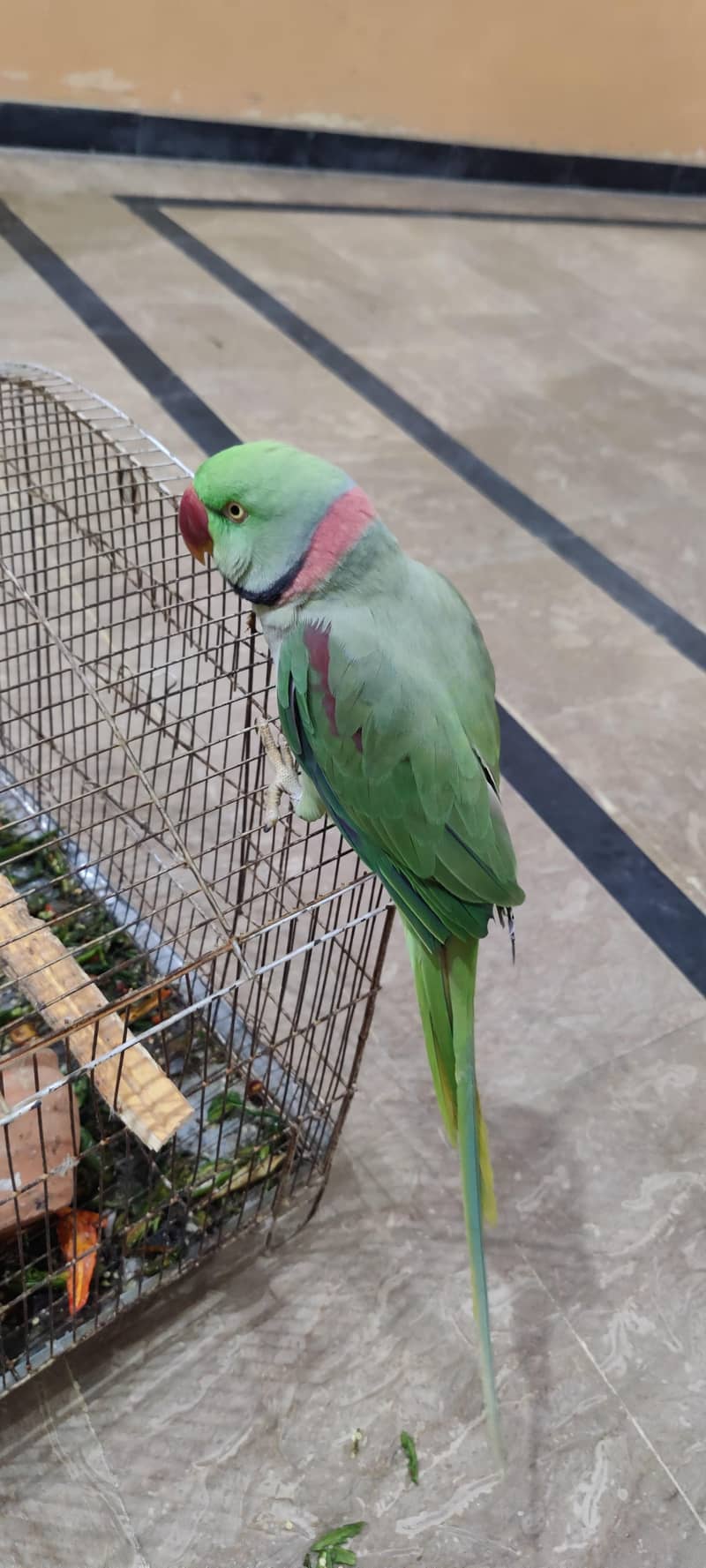 raw parrot 2
