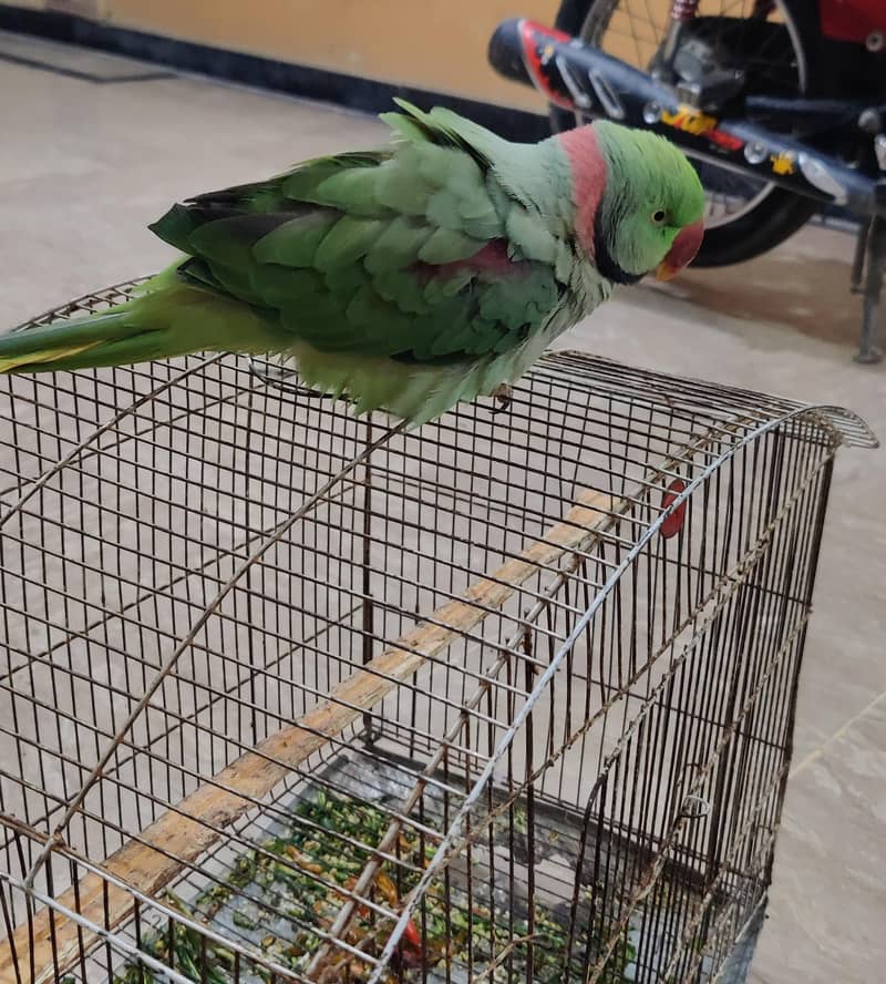 raw parrot 3