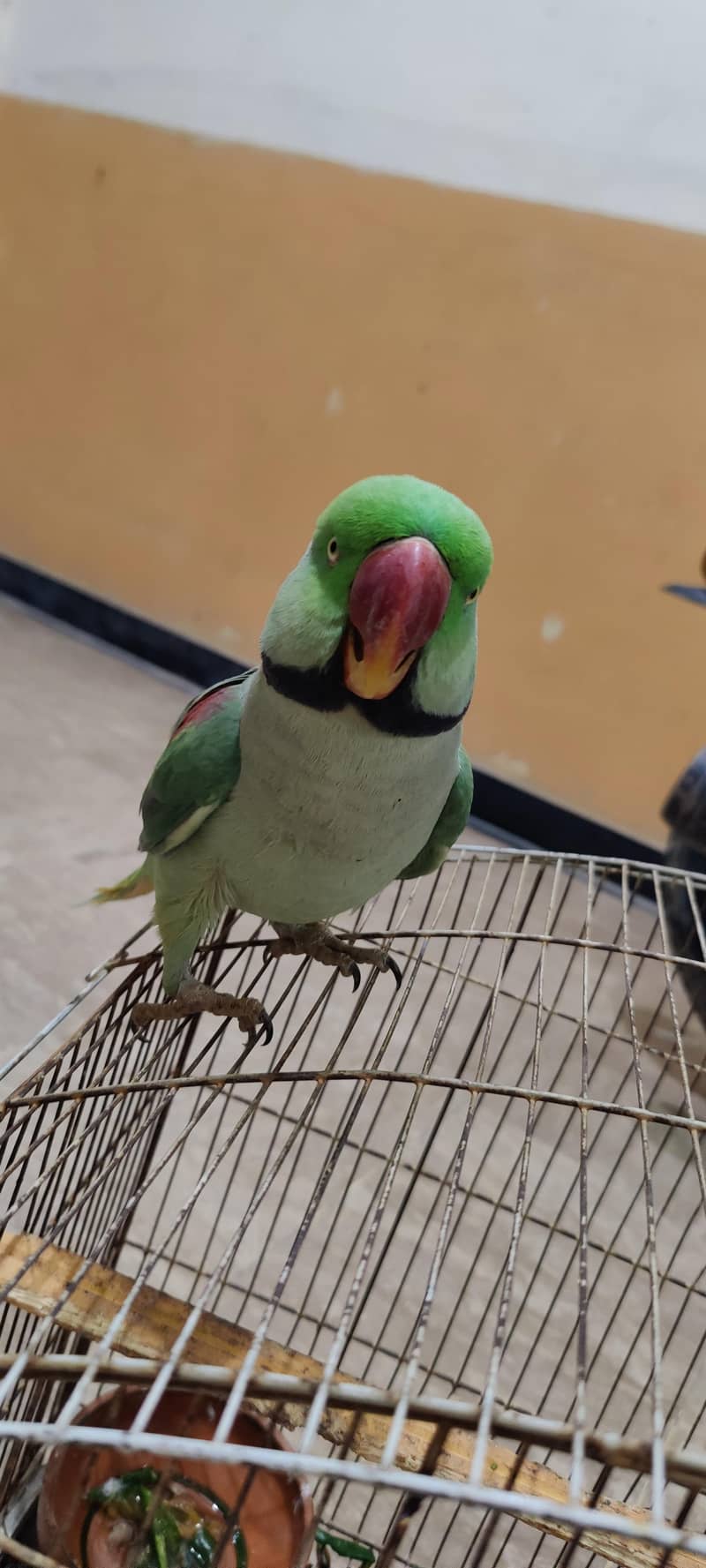 raw parrot 4