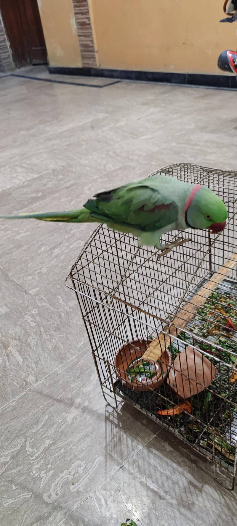 raw parrot 5