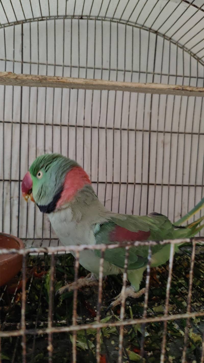 raw parrot 6