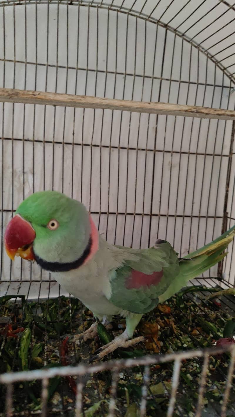 raw parrot 7
