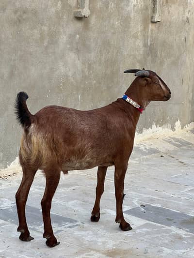 2 dant khubsurat bakra available