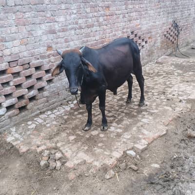 qurbani ka junvar